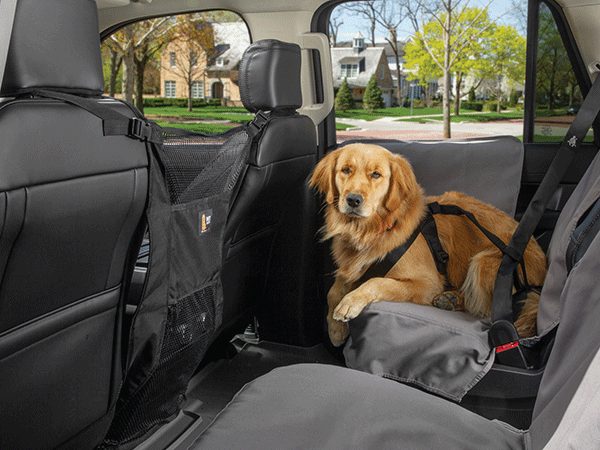 Buckle Up, Fido! Safety Tips for Driving with Dogs